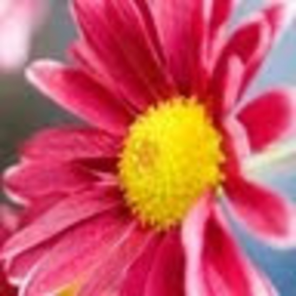 Meet your Posher, Kendall